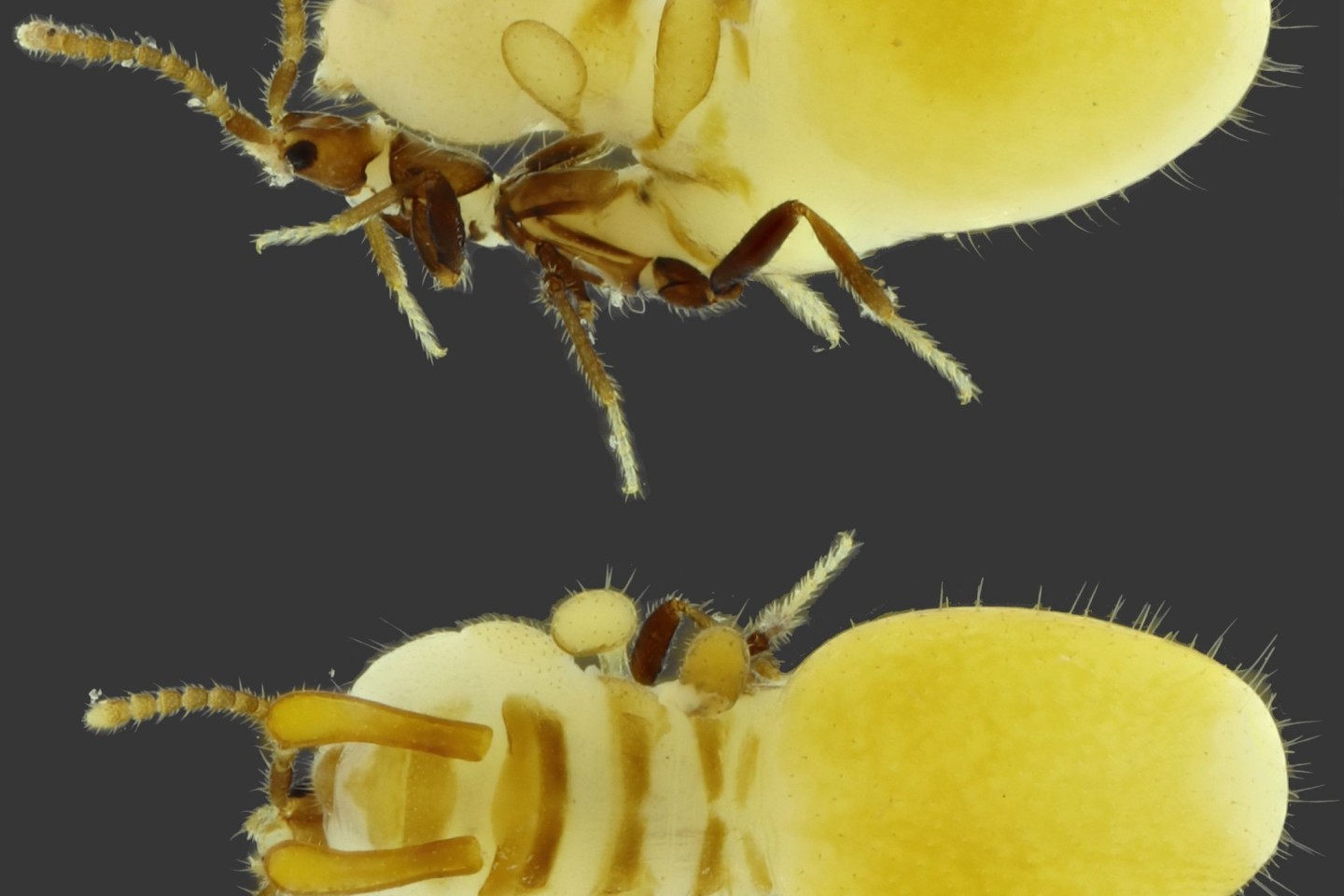 Verrückte Mimikry: Käfer trägt Termiten-Attrappe auf Rücken, Dein WAF
