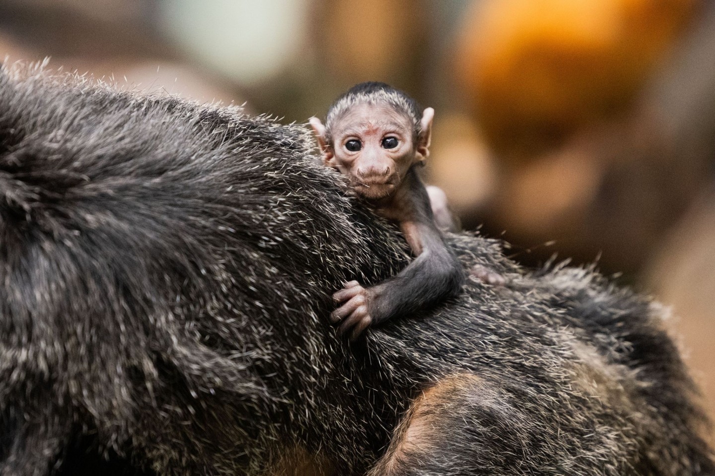 Das Weißkopfsaki-Baby Mana krallt sich im Fell seiner Mutter fest.