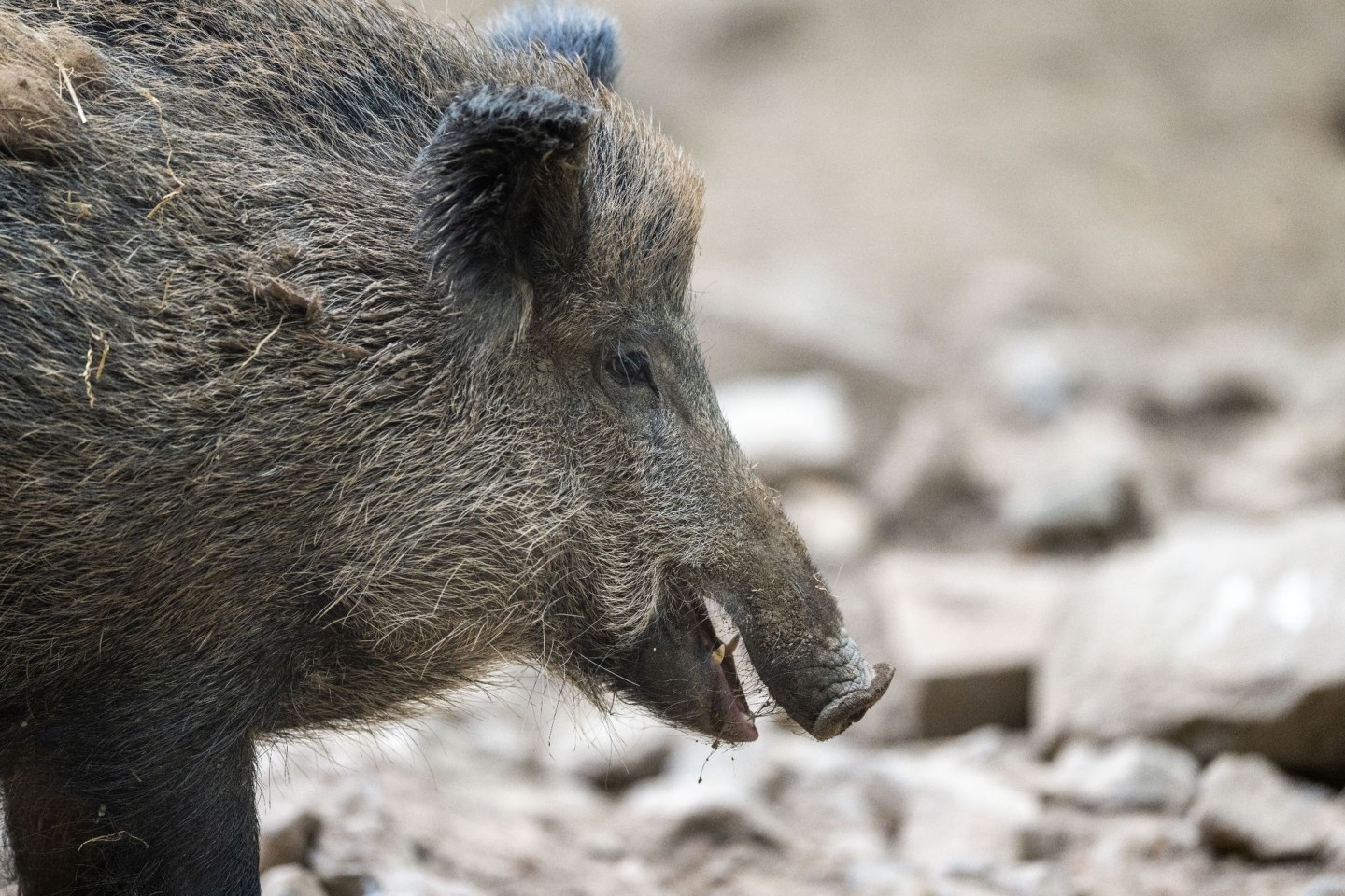 Ein Wildschwein hat sich in Krakau, Polen, verirrt und für Chaos gesorgt.