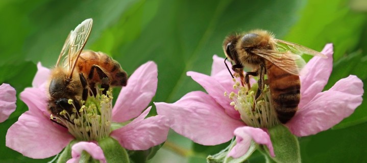 Bienenretter,Naturschutz,Murrenhoff,